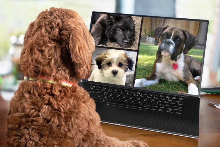 Back view of dog talking to dog friends in video conference. Group of dogs having an online meeting in video call using a laptop. Blurred and de-focused office background. Pets pretending to be human.